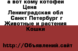 а вот кому котофеи › Цена ­ 500 - Ленинградская обл., Санкт-Петербург г. Животные и растения » Кошки   